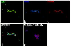 Invitrogen CDK6 Recombinant Rabbit Monoclonal Antibody (SD20-50) 100 &mu;L;
