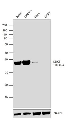 Invitrogen CDK6 Recombinant Rabbit Monoclonal Antibody (SD20-50) 100 &mu;L;