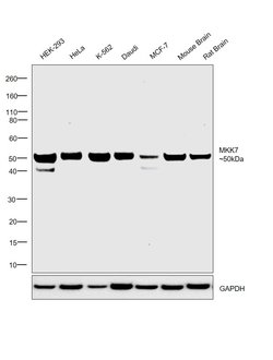 Invitrogen MKK7 Recombinant Rabbit Monoclonal Antibody (SD20-87) 100 &mu;L;