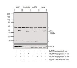 Invitrogen ATF4 Recombinant Rabbit Monoclonal Antibody (SD20-92) 100 &mu;L;