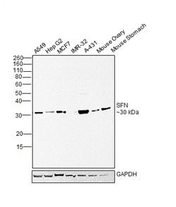 Invitrogen 14-3-3 sigma Recombinant Rabbit Monoclonal Antibody (SD2070)