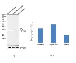 Invitrogen 14-3-3 sigma Recombinant Rabbit Monoclonal Antibody (SD2070)