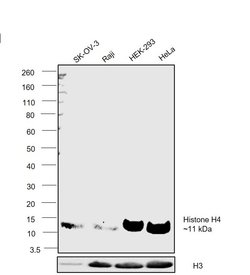Invitrogen Histone H4 Recombinant Rabbit Monoclonal Antibody (SD209-04)