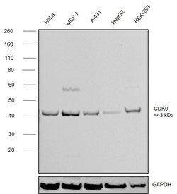 Invitrogen CDK9 Recombinant Rabbit Monoclonal Antibody (SD204-07) 100 &mu;L;