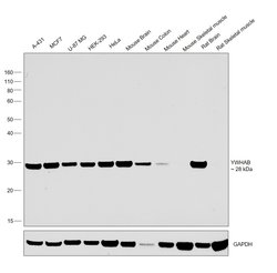 Invitrogen 14-3-3 beta Recombinant Rabbit Monoclonal Antibody (SD0837)