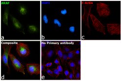Invitrogen A-Raf Recombinant Rabbit Monoclonal Antibody (JJ08-68) 100 &mu;L;