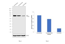 Invitrogen A-Raf Recombinant Rabbit Monoclonal Antibody (JJ08-68) 100 &mu;L;
