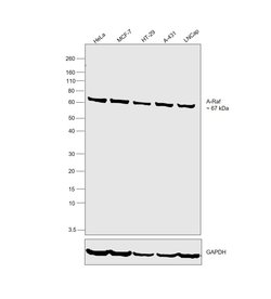 Invitrogen A-Raf Recombinant Rabbit Monoclonal Antibody (JJ08-68) 100 &mu;L;