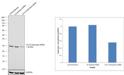 Invitrogen 14-3-3 beta/zeta Recombinant Rabbit Monoclonal Antibody (JJ083-6) 100 &mu;L | Buy Online | Invitrogen&trade; | Fisher Scientific