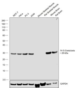 Invitrogen 14-3-3 beta/zeta Recombinant Rabbit Monoclonal Antibody (JJ083-6) 100 &mu;L | Buy Online | Invitrogen&trade; | Fisher Scientific
