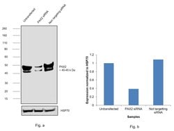 Invitrogen PAX2 Recombinant Rabbit Monoclonal Antibody (JJ082-08) 100 &mu;L;