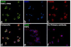 Invitrogen CD36 Recombinant Rabbit Monoclonal Antibody (JJ2005) 100 &mu;L | Buy Online | Invitrogen&trade; | Fisher Scientific