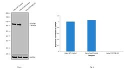 Invitrogen STAT5 alpha/beta Recombinant Rabbit Monoclonal Antibody (JJ08-78) 100 &mu;L | Buy Online | Invitrogen&trade; | Fisher Scientific