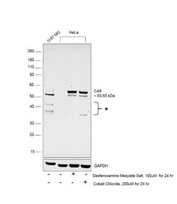 Invitrogen Carbonic Anhydrase IX Recombinant Rabbit Monoclonal Antibody