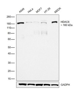 Invitrogen HDAC6 Recombinant Rabbit Monoclonal Antibody (JJ09-09) 100 &mu;L;