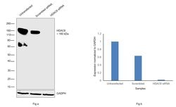 Invitrogen HDAC6 Recombinant Rabbit Monoclonal Antibody (JJ09-09) 100 &mu;L;