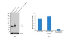 Invitrogen HSP27 Recombinant Rabbit Monoclonal Antibody (JJ09-13) 100 &mu;L;