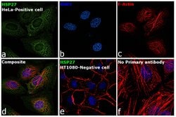 Invitrogen HSP27 Recombinant Rabbit Monoclonal Antibody (JJ09-13) 100 &mu;L;