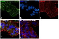 Invitrogen PTP1B Recombinant Rabbit Monoclonal Antibody (JJ0935) 100 &mu;L | Buy Online | Invitrogen&trade; | Fisher Scientific