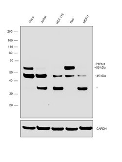 Invitrogen PTP1B Recombinant Rabbit Monoclonal Antibody (JJ0935) 100 &mu;L | Buy Online | Invitrogen&trade; | Fisher Scientific