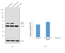Invitrogen PTP1B Recombinant Rabbit Monoclonal Antibody (JJ0935) 100 &mu;L | Buy Online | Invitrogen&trade; | Fisher Scientific