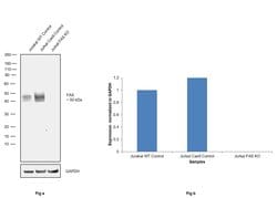 Invitrogen Fas Recombinant Rabbit Monoclonal Antibody (JJ0942) 100 &mu;L;