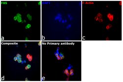 Invitrogen Fas Recombinant Rabbit Monoclonal Antibody (JJ0942) 100 &mu;L;