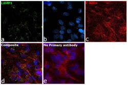 Invitrogen CD107a (LAMP-1) Recombinant Rabbit Monoclonal Antibody (JJ0940) 100 &mu;L | Buy Online | Invitrogen&trade; | Fisher Scientific
