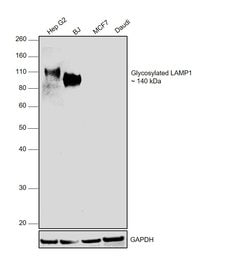 Invitrogen CD107a (LAMP-1) Recombinant Rabbit Monoclonal Antibody (JJ0940) 100 &mu;L | Buy Online | Invitrogen&trade; | Fisher Scientific