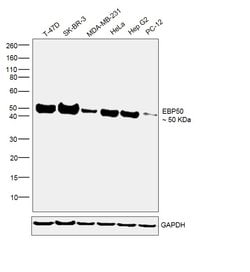 Invitrogen EBP50 Recombinant Rabbit Monoclonal Antibody (JJ0946) 100 &mu;L;