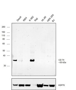 Invitrogen CD74 Recombinant Rabbit Monoclonal Antibody (JF40-10) 100 &mu;L;