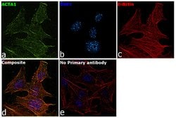 Invitrogen&trade;&nbsp;Actin Recombinant Rabbit Monoclonal Antibody (JF47-01)