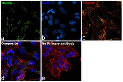 Invitrogen TGN46 Recombinant Rabbit Monoclonal Antibody (JF1-024) 100 &mu;L;