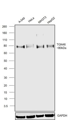 Invitrogen TGN46 Recombinant Rabbit Monoclonal Antibody (JF1-024) 100 &mu;L;