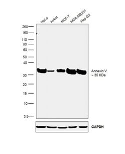 Invitrogen Annexin V Recombinant Rabbit Monoclonal Antibody (JF50-11) 100