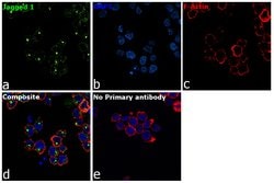 Invitrogen Jagged1 Recombinant Rabbit Monoclonal Antibody (JF96-06) 100