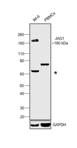 Invitrogen Jagged1 Recombinant Rabbit Monoclonal Antibody (JF96-06) 100
