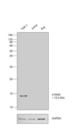 Invitrogen S100A9 Recombinant Rabbit Monoclonal Antibody (JF096-8) 100