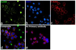 Invitrogen Neutrophil elastase Recombinant Rabbit Monoclonal Antibody (JF098-6)