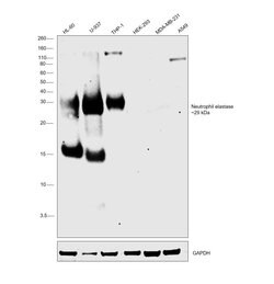 Invitrogen Neutrophil elastase Recombinant Rabbit Monoclonal Antibody (JF098-6)