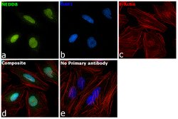Invitrogen NEDD8 Recombinant Rabbit Monoclonal Antibody (JF69-09) 100 &mu;L;