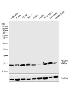 Invitrogen NEDD8 Recombinant Rabbit Monoclonal Antibody (JF69-09) 100 &mu;L;