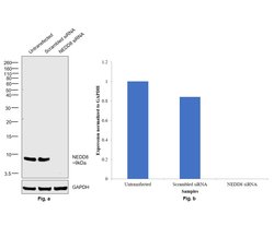 Invitrogen NEDD8 Recombinant Rabbit Monoclonal Antibody (JF69-09) 100 &mu;L;