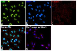 Invitrogen&trade;&nbsp;MiTF Recombinant Rabbit Monoclonal Antibody (JF100-01)