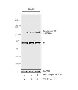 Invitrogen Complement C3 Recombinant Rabbit Monoclonal Antibody (JF10-30)