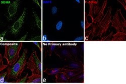 Invitrogen SDHA Recombinant Rabbit Monoclonal Antibody (JM10-83) 100 &mu;L;