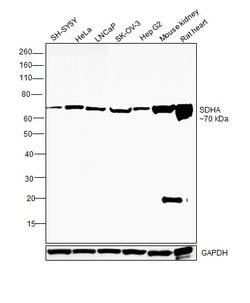 Invitrogen SDHA Recombinant Rabbit Monoclonal Antibody (JM10-83) 100 &mu;L;