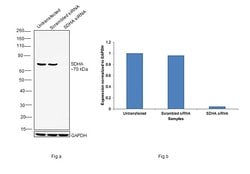 Invitrogen SDHA Recombinant Rabbit Monoclonal Antibody (JM10-83) 100 &mu;L;
