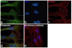 Invitrogen CYP2E1 Recombinant Rabbit Monoclonal Antibody (JM10-85) 100