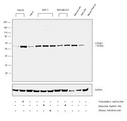 Invitrogen CYP2E1 Recombinant Rabbit Monoclonal Antibody (JM10-85) 100